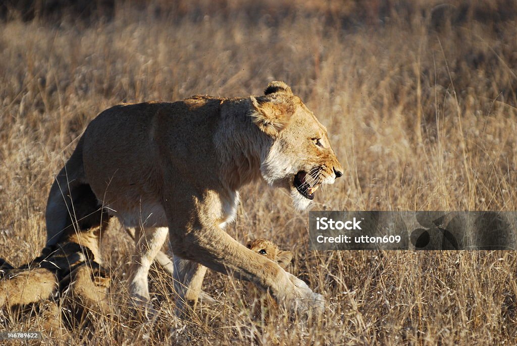 Female Lion Protecting Cubs Stock Photo - Download Image Now - Animal,  Animal Wildlife, Animals In The Wild - iStock