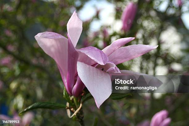 Magnolia Blume Stockfoto und mehr Bilder von Blume - Blume, Blütenblatt, Fotografie