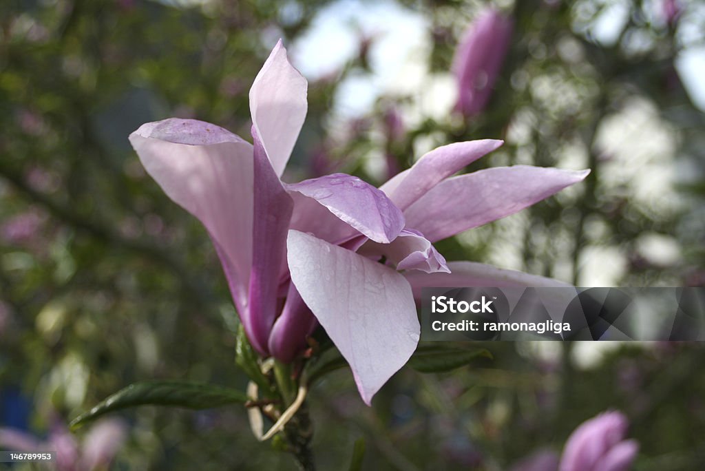 цветок магнолии - Стоковые фото Весна роялти-фри