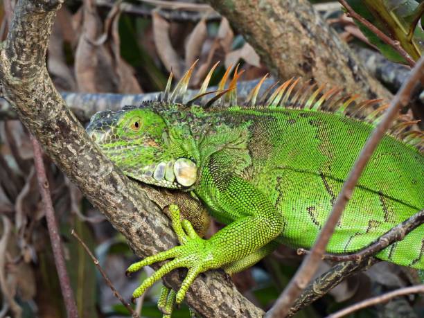 istock Green Iguana (Iguana iguana) - resting in a tree 1467899931