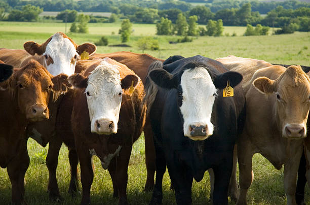 Cows at Pasture A group of young cows in Nebraska grass pasture small group of animals stock pictures, royalty-free photos & images