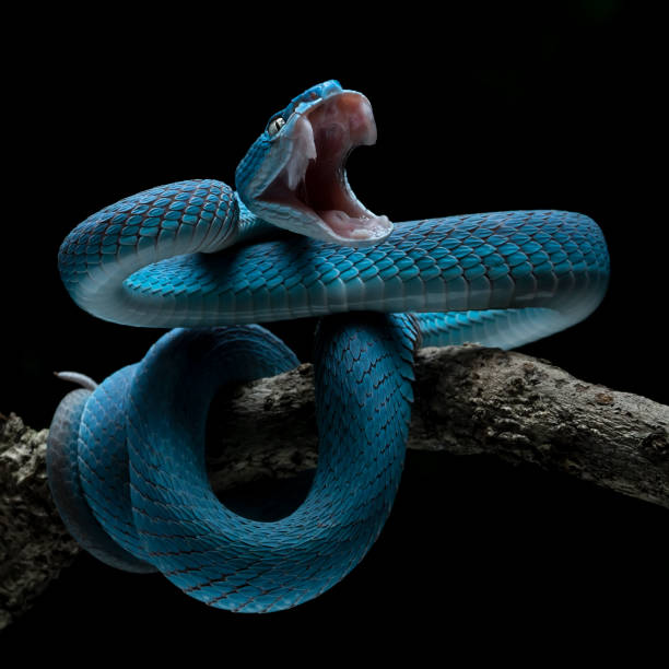 Blue viper stock photo
