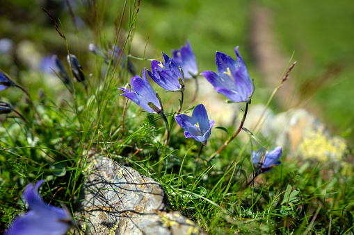 Close-up of beautiful blue flowers in Caucasus mountains at sunny day