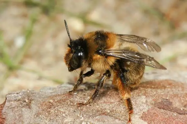 Natural closeup on a Fork-tailed Flower Bee, Anthophora furcata, sitting on a rock in the garden