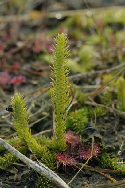 Closeup on the small and rare inundated, northern bog or marsh clubmoss, Lycopodiella inundata Natural closeup on the small and rare inundated, northern bog or marsh clubmoss, Lycopodiella inundata lycopodiaceae stock pictures, royalty-free photos & images