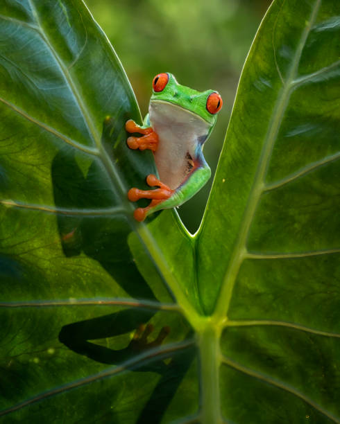 Red eyed tree frog stock photo