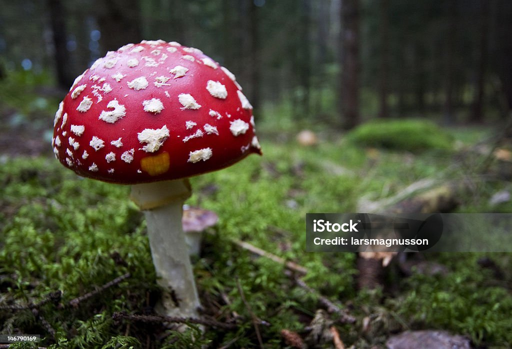 Fly Agaric - Lizenzfrei Drogenart Stock-Foto