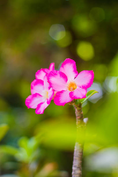 istock adenium obesum flower 1467902083