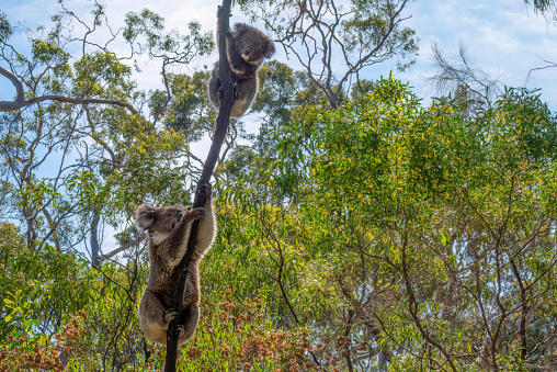 Cute baby koala on mom koalas back in wildlife sanctuary in Australia and resting in eucalyptus tree.