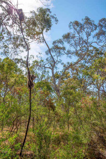Australian Koala eating eucalyptus leaves