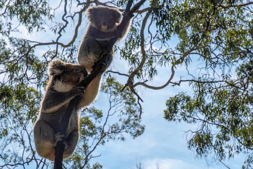 Belair National Park, Adelaide, Australia: Koalas climbing a tree in Belair National Park.\n\nBelair National Park is a protected area in Belair, South Australia, 9 kilometres (5.6 miles) southeast of Adelaide city centre; it covers an area of 835 hectares (2,060 acres). The national park was established in 1891. It lies within the Adelaide Hills and Mitcham council area, and forms part of a chain of protected areas located along the Adelaide Hills Face Zone.