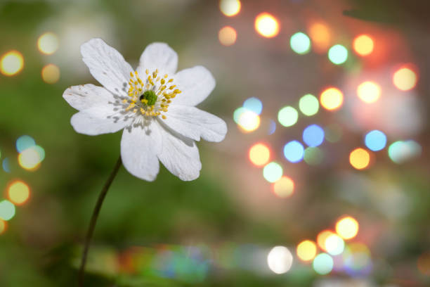 Gently white small flowers close-up on a green background with multi-colored bokeh spots.