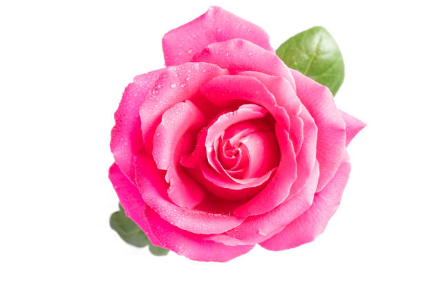 istock Pink rose with green leaves close-up on a white background. 1467903154