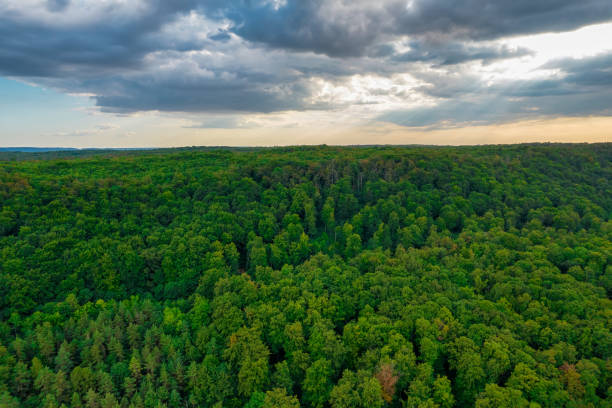 istock Early autumn in forest aerial top view. 1467903278