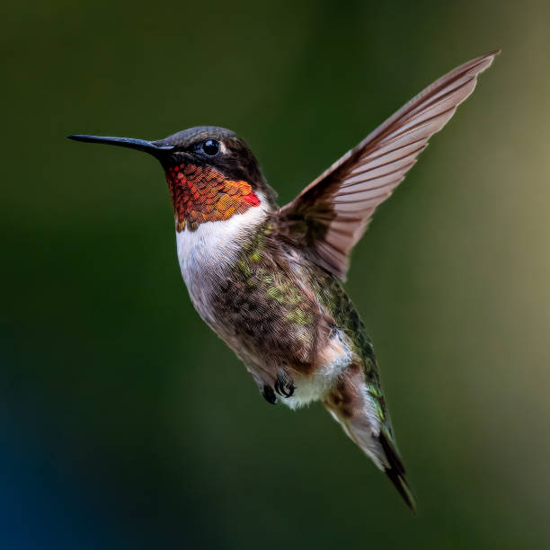 istock Ruby-throated hummingbird male in flight 1467903472