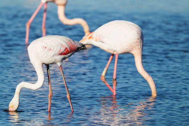 istock Flamingos in Portugal 1467903631