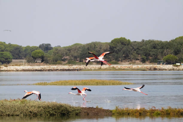 istock Flamingos in Portugal 1467903638
