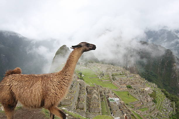 Lama Blick auf Machu Picchu – Foto