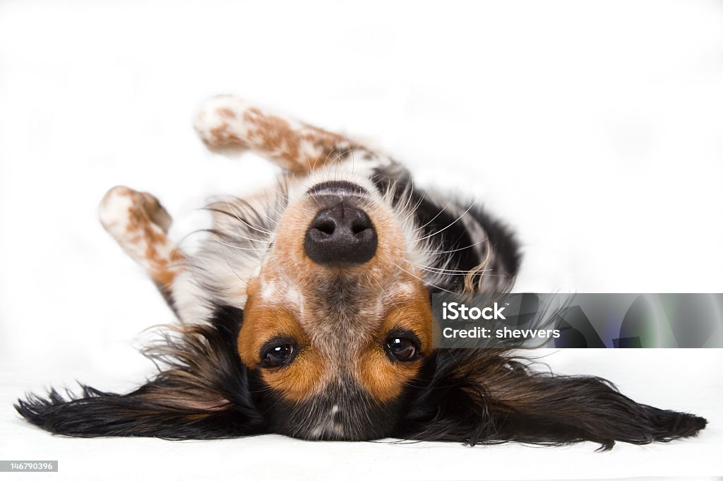 Dog looking at you upside down     (© Lobke Peers) Enjoying the world from a different perspective, dog on it's back. Dog Stock Photo