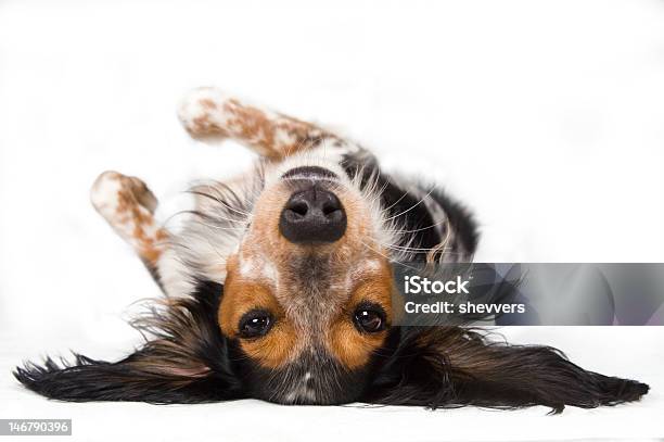 Dog Looking At You Upside Down Stock Photo - Download Image Now - Dog, Rear View, Upside Down