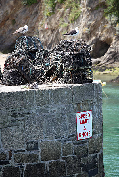 istock Seagulls and Lobster Pots, Newquay, Cornwall 146790499