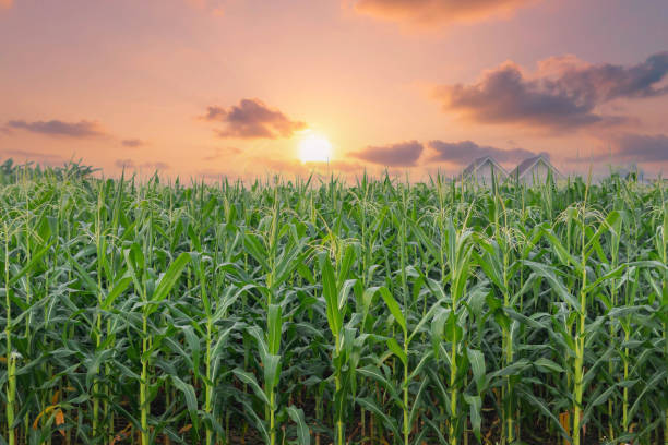 istock Corn farm in the evening with sunset 1467905465