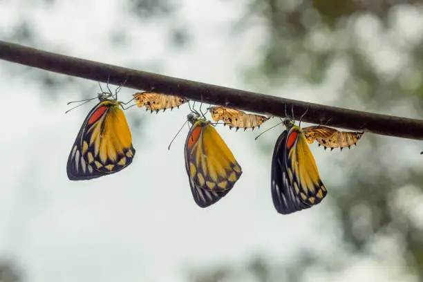 Photo of The butterfly cycle is leaving the pupa.