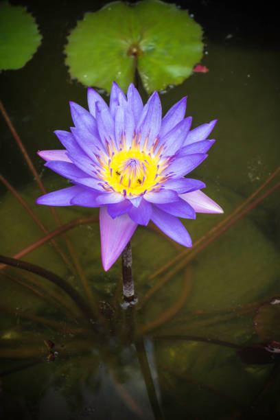 istock lotus - water lily 1467905614