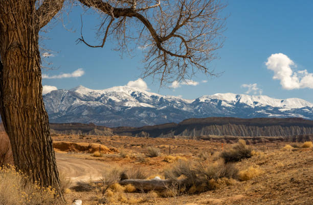 istock Bare Cottonwood Tree Frames The Snow Covered Henry Mountains 1467905665
