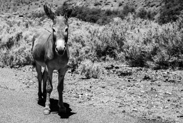 istock Black and White Wild Donkey In Death Valley 1467905754