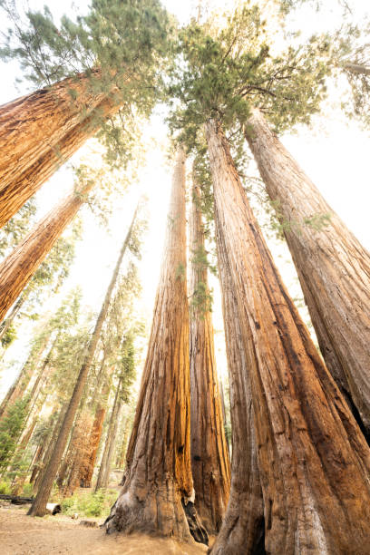 istock Bright Sun Fills The Sky Over Parker Group Sequoia Grove 1467905982