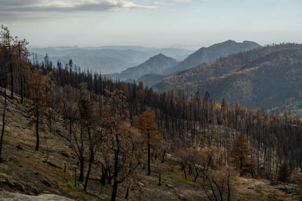 istock Brown Trees Spread Across the Valley after Forest Fire 1467906031