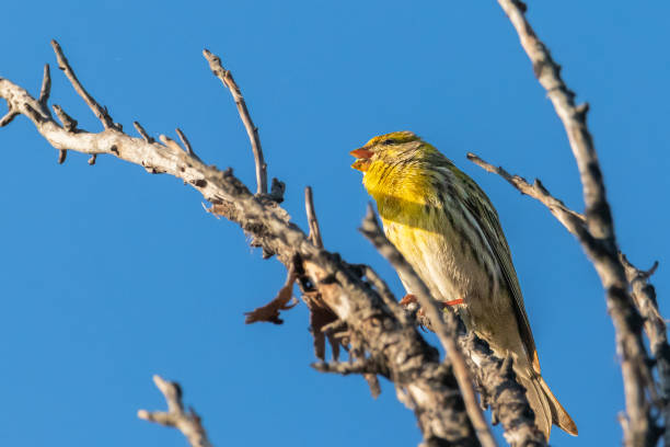 istock European Serin perched on a tree branch 1467906342