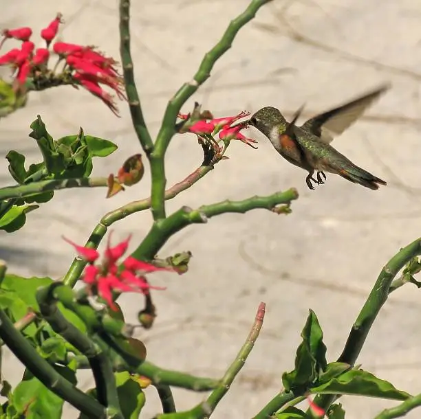 Hummingbird sips on red flowers