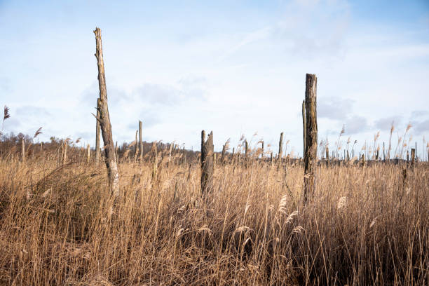 View into nature with dead trees and reefs in winter during the day time. Winter mood colors.