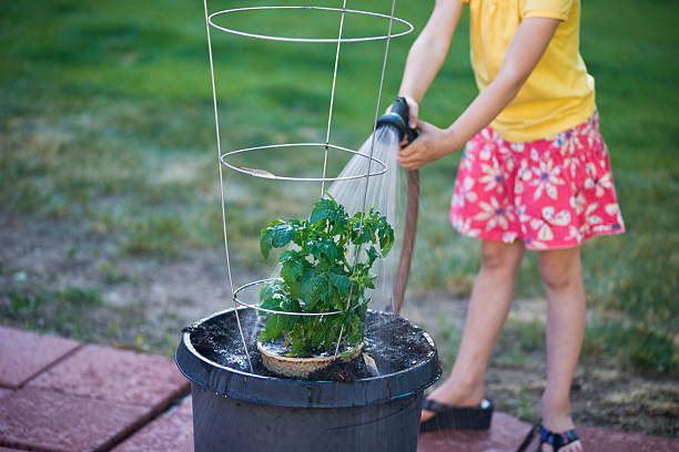 Little Girl más recientemente cultivarse planta de tomate - foto de stock
