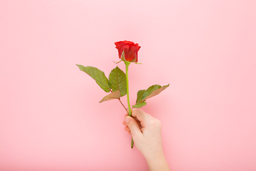 Baby girl hand holding fresh beautiful red rose on light pink table background. Pastel color. Closeup. Congratulation concept. Top down view.
