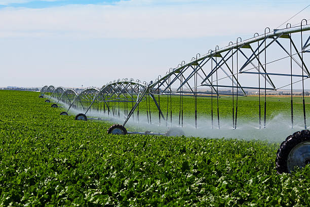 irrigated nabo campo - equipos de riego fotografías e imágenes de stock