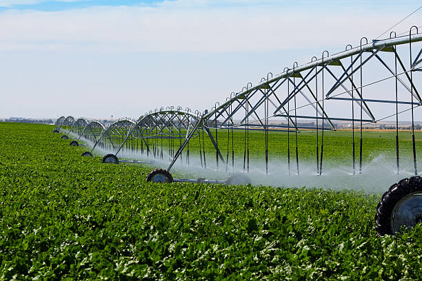 Irrigated Turnip Field An irrigation pivot watering a field of turnips. irrigation equipment photos stock pictures, royalty-free photos & images