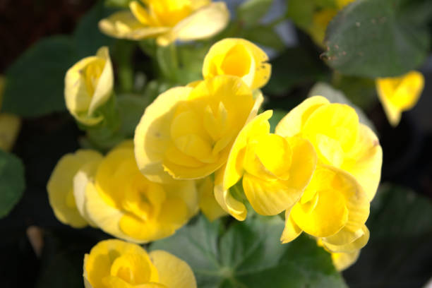 istock Delicate begonia flowers 1467910207