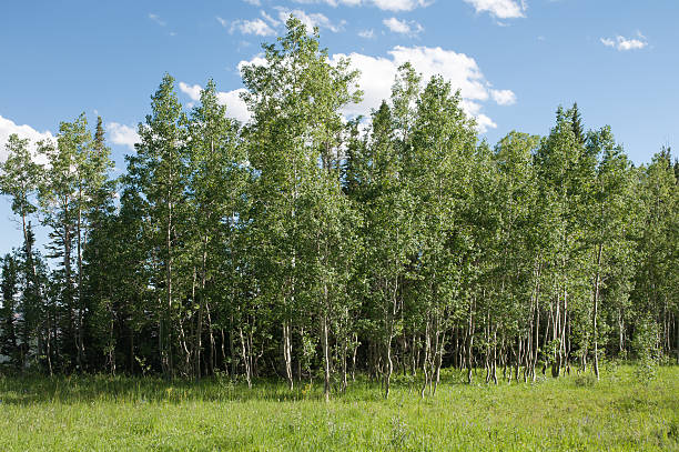 istock Stand of Summer Aspens 146791132