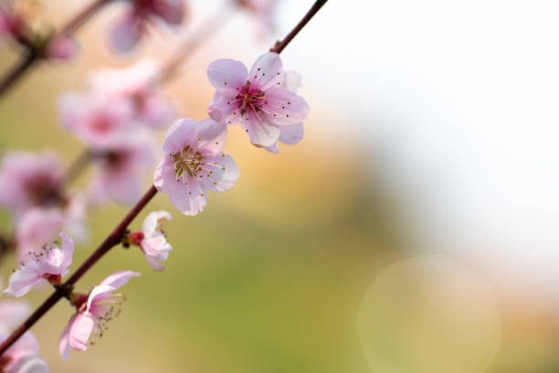 Close up of pink cherry blossom.