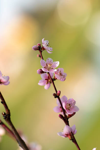 Close up of pink cherry blossom.
