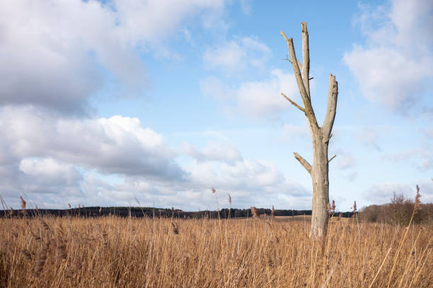 istock Dead wood single Tree and Reeds in Winter 1467912461