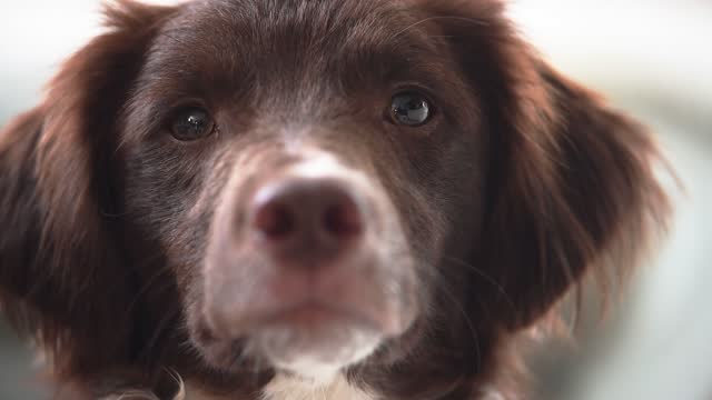 Close-up of curious spaniel in natural light looking into camera.