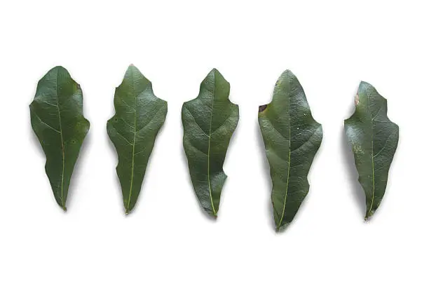 Five leaves of a Live Oak tree. Studio isolated on white background, also includes clipping path.