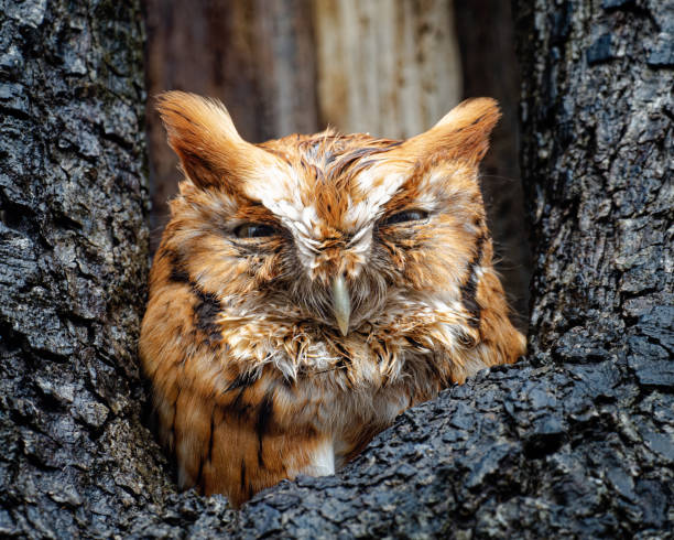 chouette effraie trempée dans un trou d’arbre - red owl screech owl animal photos et images de collection