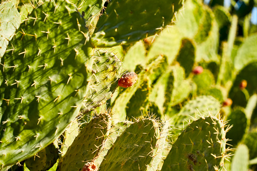 Close-up view of cacti in the senses with small prickly prickly pears