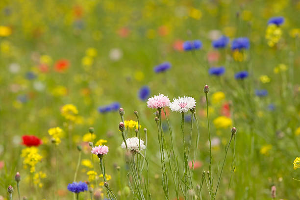 istock Colorful wild flower meadow 146791490