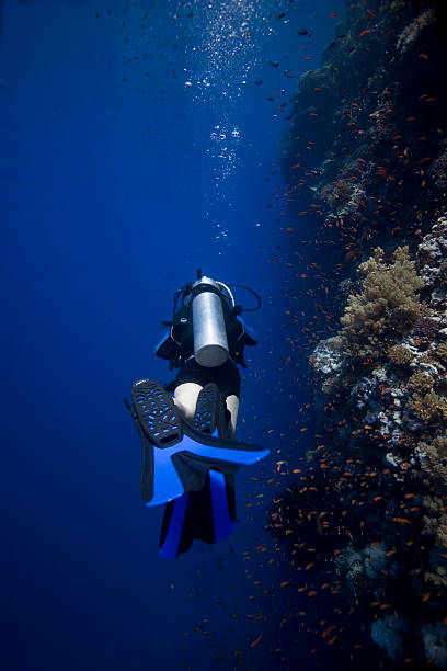 istock Scuba diver in the Red Sea 146791535